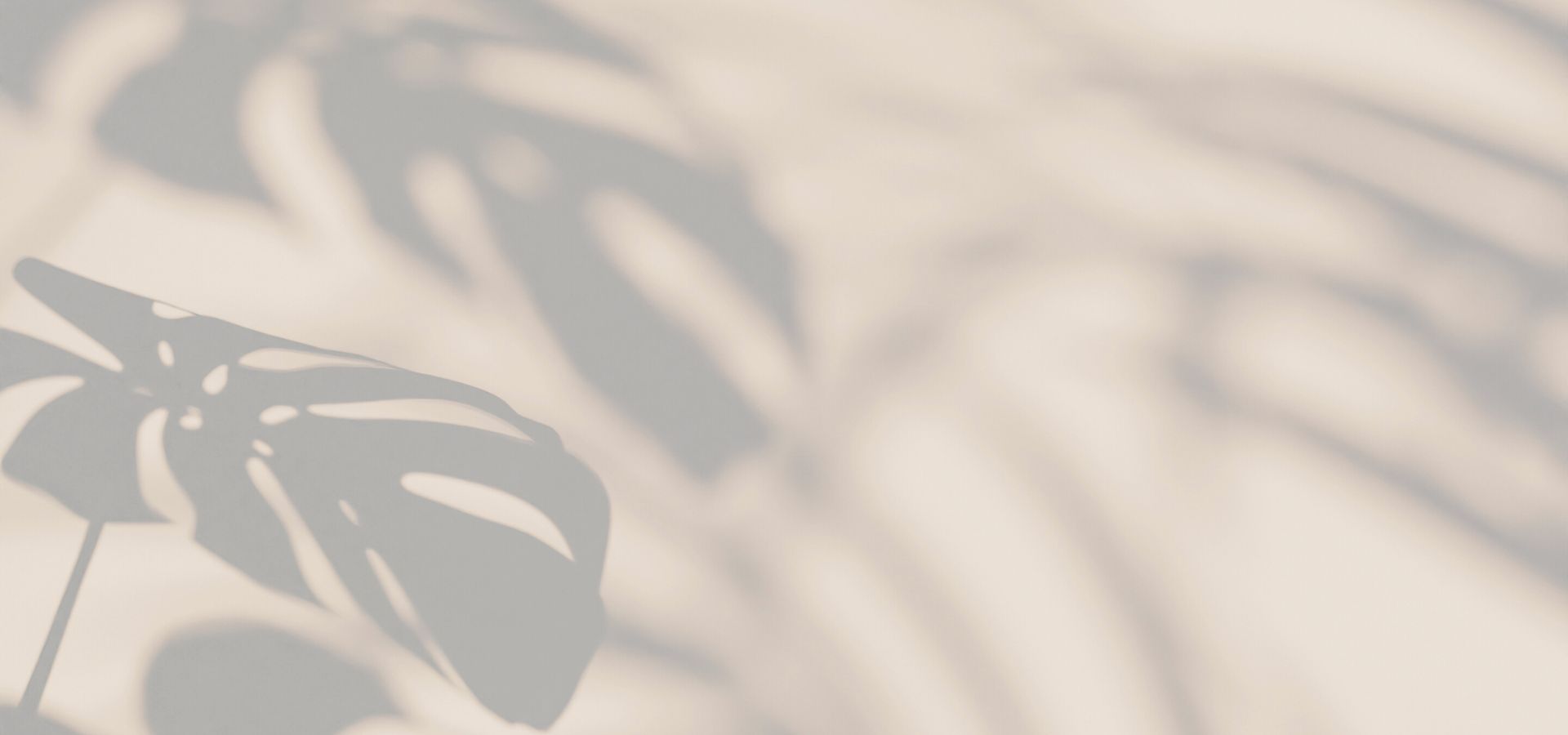 Soft plant shadows falling across a warm beige wall