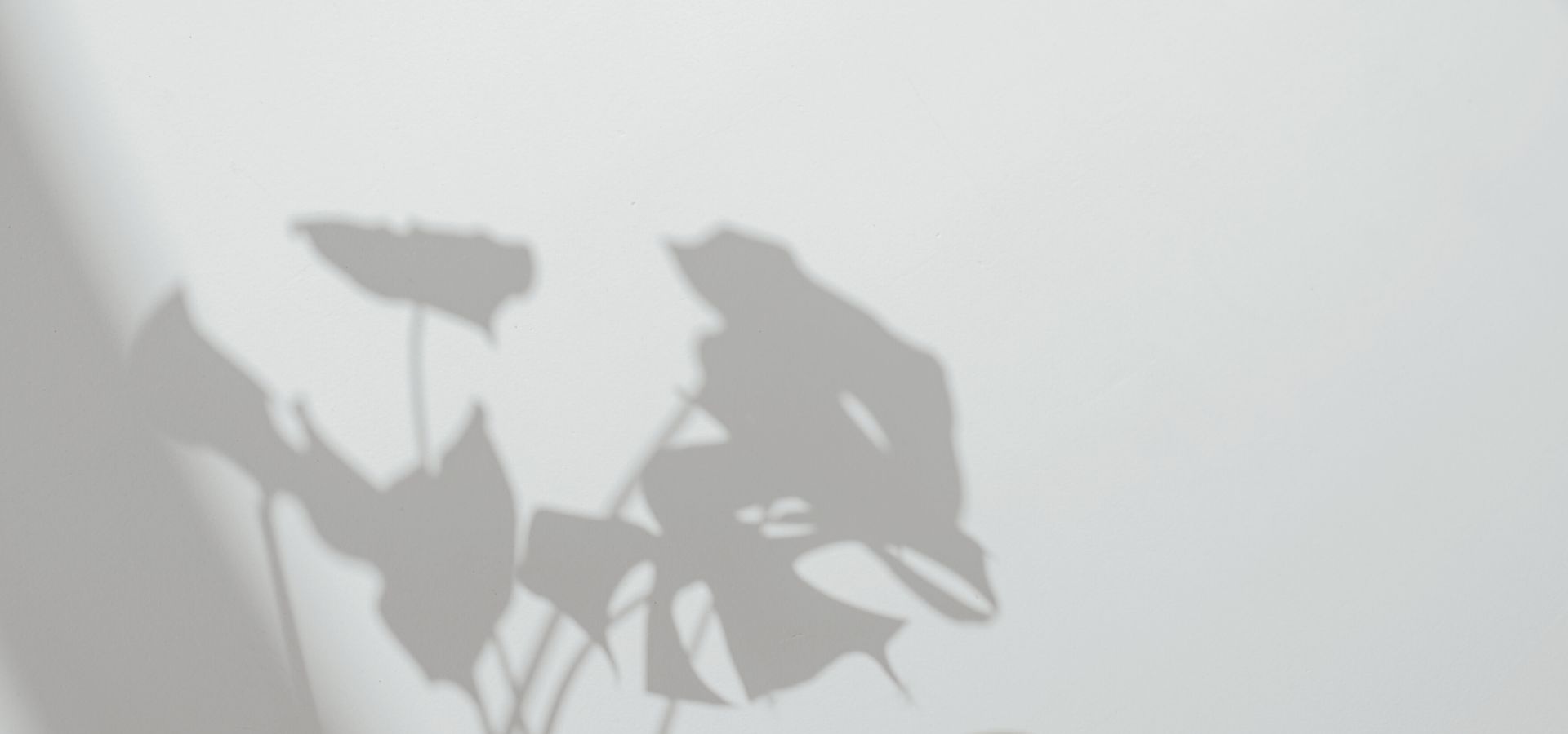 Monstera leaf shadows cast on a pale grey wall